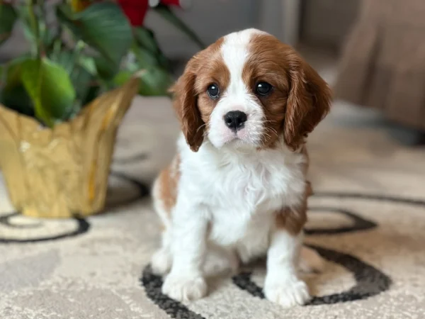 Tan and white Cavalier puppy posing for picture