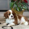 Cavalier puppy resting in the living room