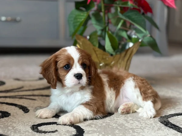 Cavalier puppy resting in the living room