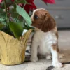 Tan and white Cavalier puppy sitting by some flowers