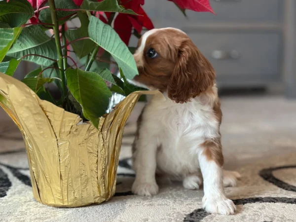 Tan and white Cavalier puppy sitting by some flowers