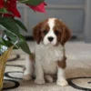 Tan and white puppy sitting by some flowers