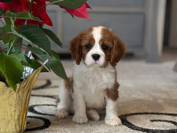 Tan and white puppy sitting by some flowers