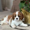 Tan and white puppy