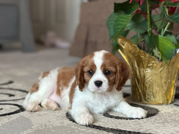 Tan and white puppy