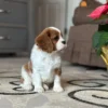 Tan and white Cavalier puppy in living room