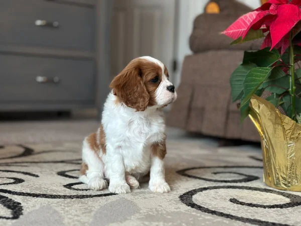 Tan and white Cavalier puppy in living room