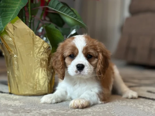 Tan and white Cavalier puppy resting