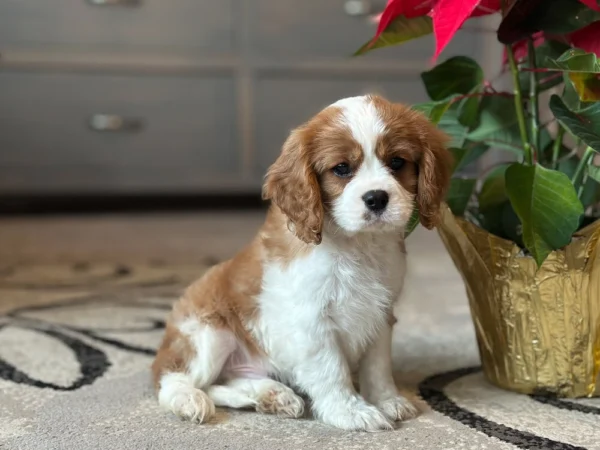 Tan and white puppy sitting by some flowers