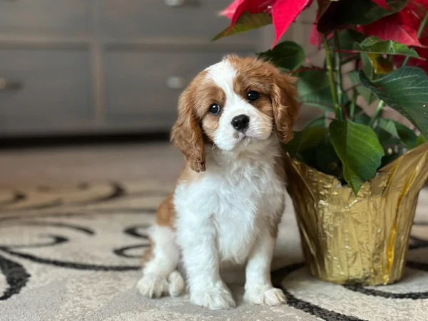 Cavalier puppy holding his head sideways