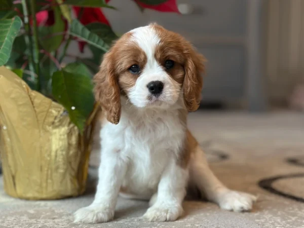 Tan and white Cavalier puppy available for adoption