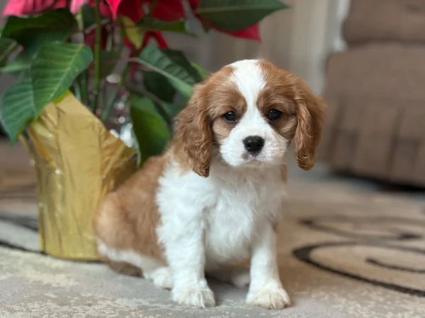 Tan and white Cavalier King Charles puppy available for adoption