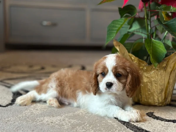 Tan and white puppy available for adoption