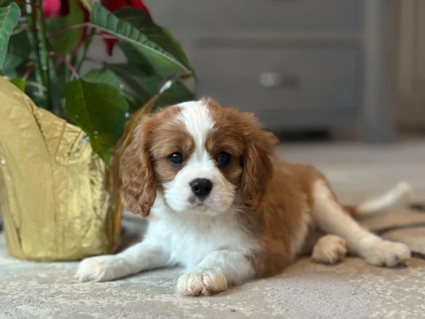 Tan and white Cavalier puppy by My Cavalier Pups