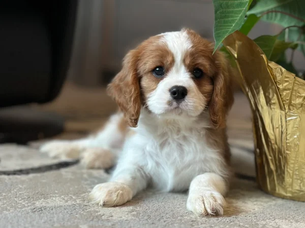 Tan and white Cavalier puppy taking a rest