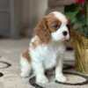 Tan and white Cavalier King Charles Spaniel puppy