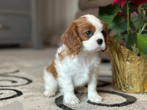 Tan and white Cavalier King Charles Spaniel puppy