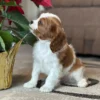 Tan and white Cavalier puppy smelling flowers