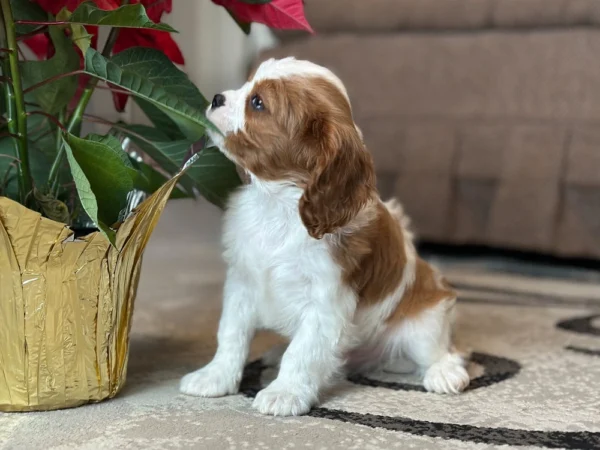 Tan and white Cavalier puppy smelling flowers