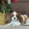 Cavalier King Charles puppy lying in the living room