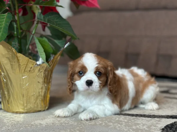 Cavalier King Charles puppy lying in the living room