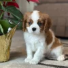 Cavalier puppy posing by some flowers
