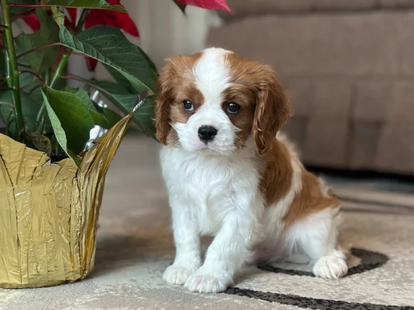 Cavalier puppy posing by some flowers