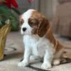 Tan and white Cavalier puppy