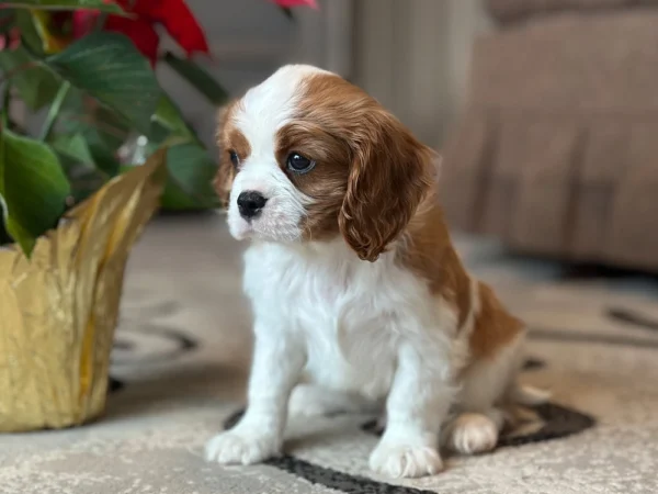 Tan and white Cavalier puppy