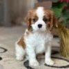 Tan and white Cavalier King Charles puppy