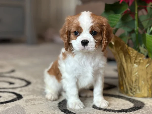 Tan and white Cavalier King Charles puppy