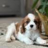 Tan and white Cavalier puppy