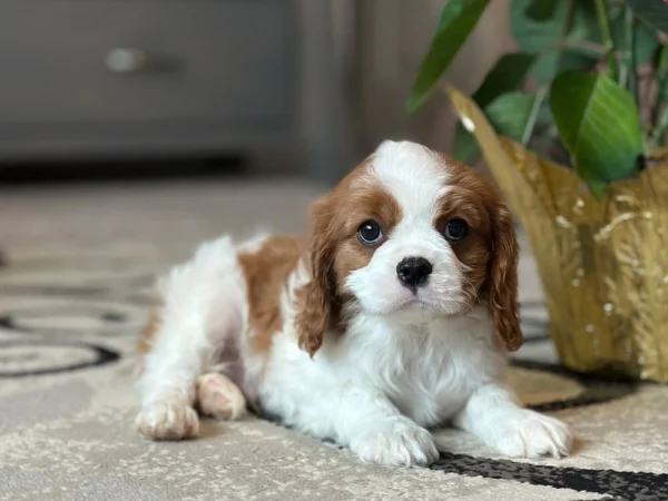 Tan and white Cavalier puppy