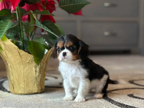 Tri colored Cavalier King Charles puppy