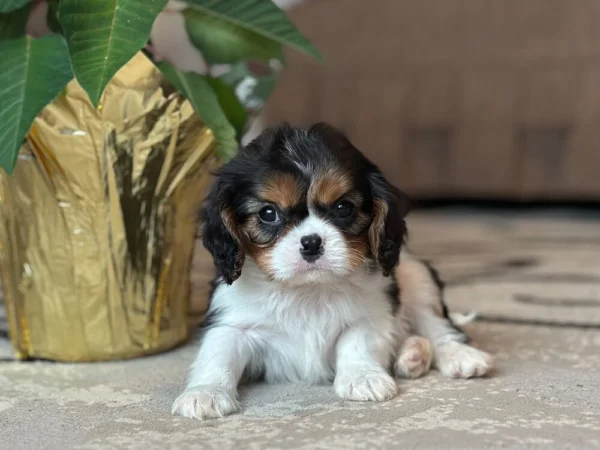 Tri colored Cavalier puppy for sale