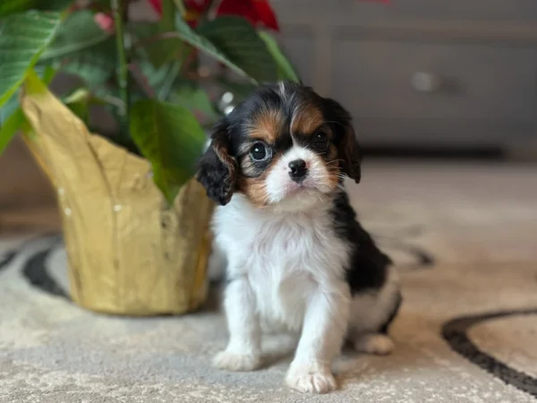 Tri colored Cavalier puppy available for adoption