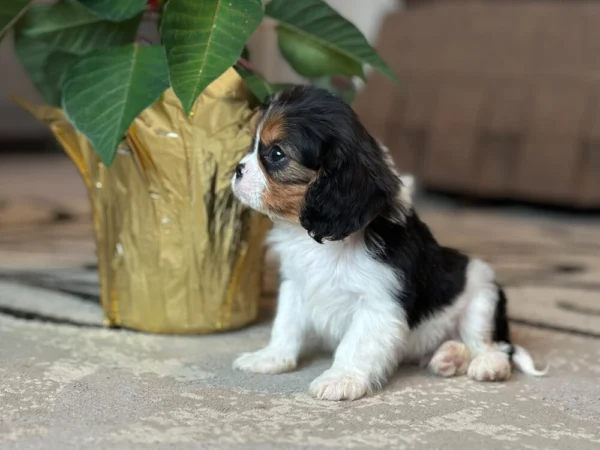 Tri colored Cavalier puppy posing by some flowers