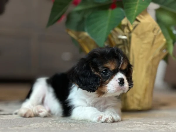 Tri colored Cavalier puppy laying by some flowers