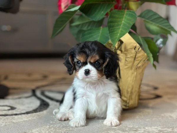 Tri colored Cavalier puppy