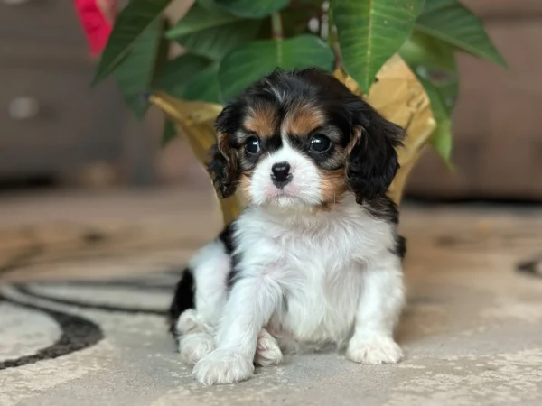 Tri colored Cavalier puppy sitting by some flowers