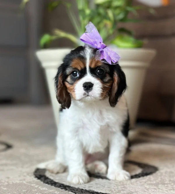 Cavalier puppy with purple bow sitting on a rug