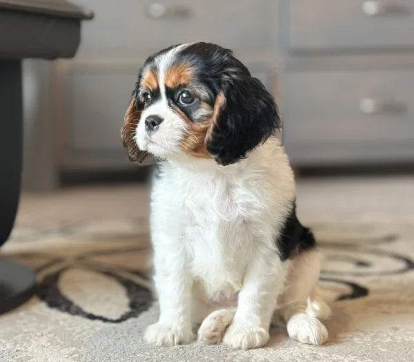 Tri colored Cavalier puppy for sale