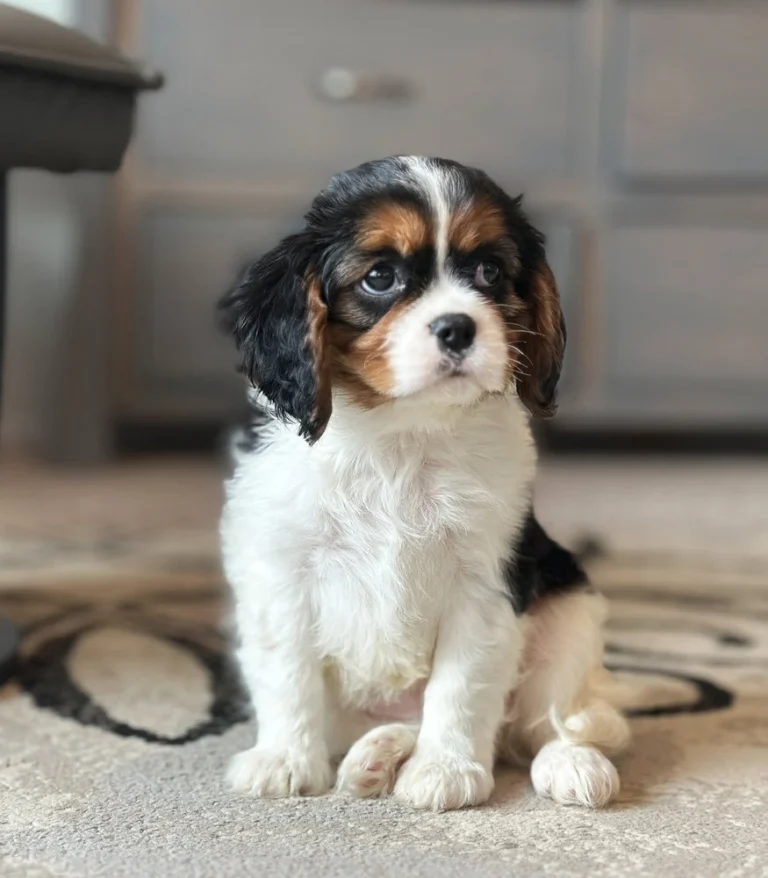 Tri colored Cavalier puppy available for adoption