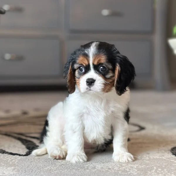 Tri colored Cavalier puppy sitting on a rug