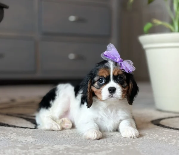 Cavalier puppy with purple bow