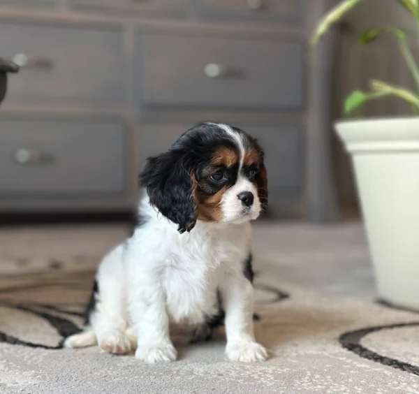 Tri colored Cavalier King Charles puppy available for adoption