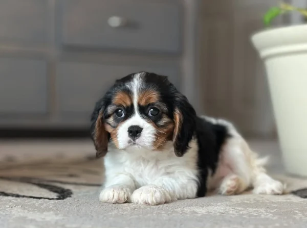 Tri colored Cavalier puppy on a rug