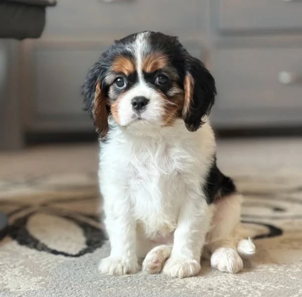 Tri colored Cavalier puppy