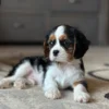 Relaxed Cavalier puppy laying in the living room