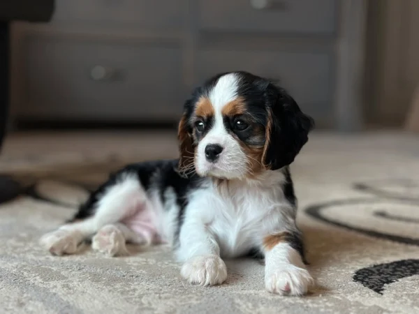 Relaxed Cavalier puppy laying in the living room